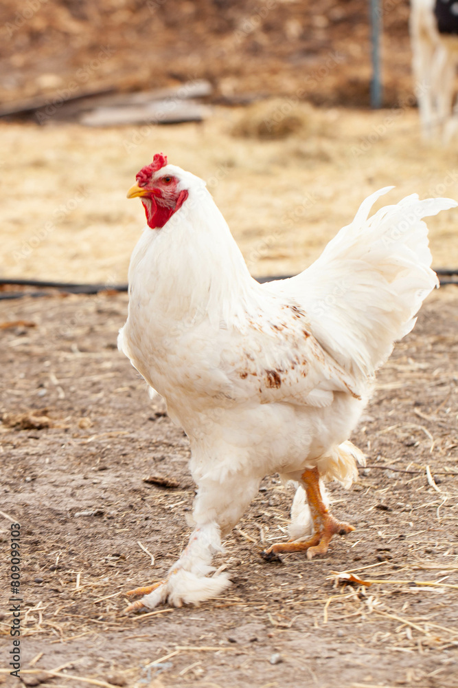 Fototapeta premium chickens and roosters walking on the farm on the street