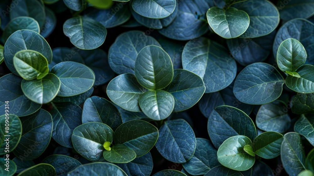 A tight shot of various plants' tops, displaying verdant leaves Bottoms of leaves visible below A tight shot of various plants' tops, displaying verdant leaves Bottoms of leaves visible below