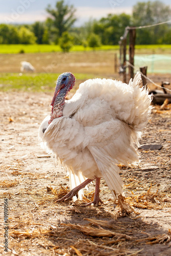 Turkey walks on a farm outside