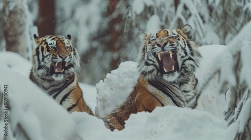   Two tigers are in the snow, both with open mouths One tiger yawns The other does as well photo