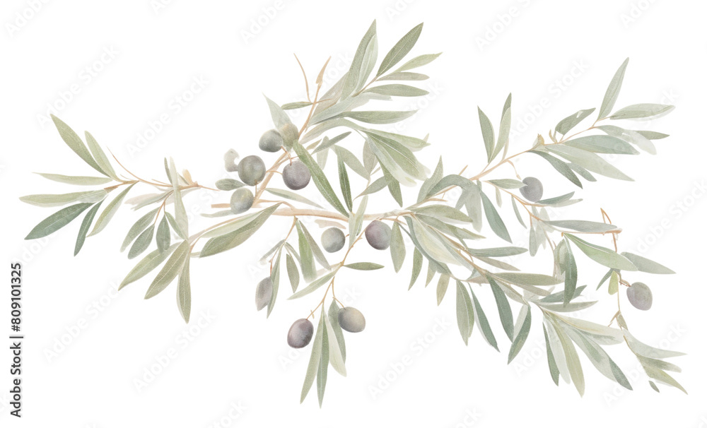 Fototapeta premium PNG Olive branch frame plant herbs leaf