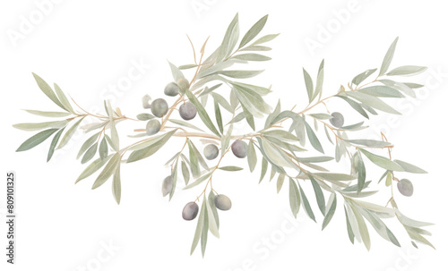 PNG  Olive branch frame plant herbs leaf