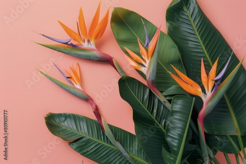Several orange and blue flowers with green leaves on a pink background.