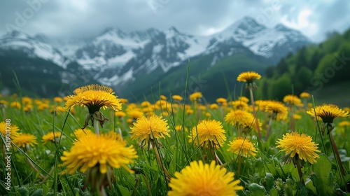 spring is coming, the dandelion flowers are blooming in the field
