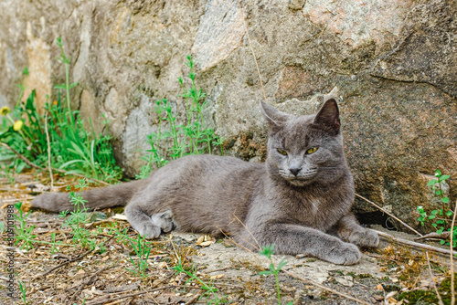 A gray cat lies on the asphalt in the yard.