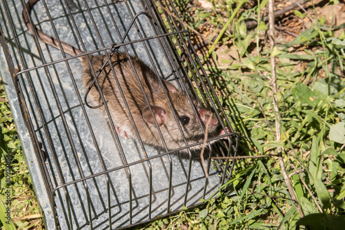 Brown rat in a mousetrap on green grass in the garden