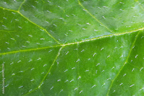 macro image of lemon leaf surface © taviphoto