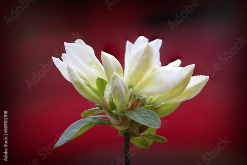 white rhododendron flower in bloom