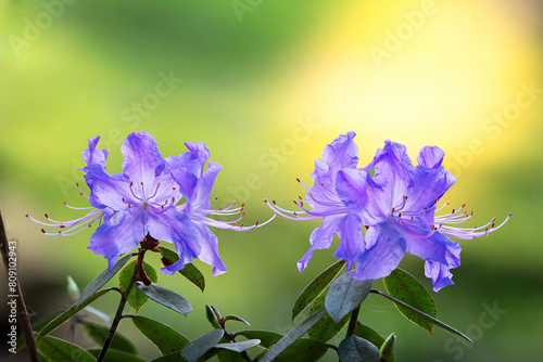 violet colored flowers in beautiful sunset light