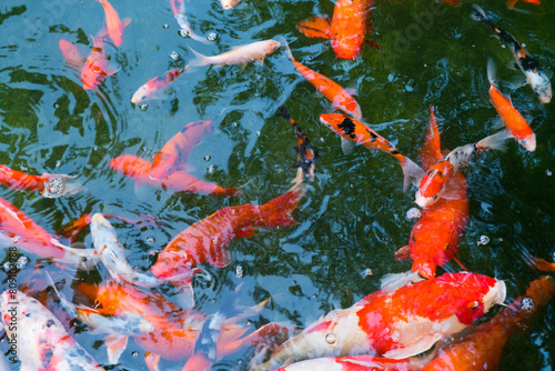 Schilderij op canvas Colorful fancy carp fish (koi fish) in a garden pond in Japan,nishikigoi or orange carp