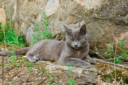 A gray cat lies on the asphalt in the yard.