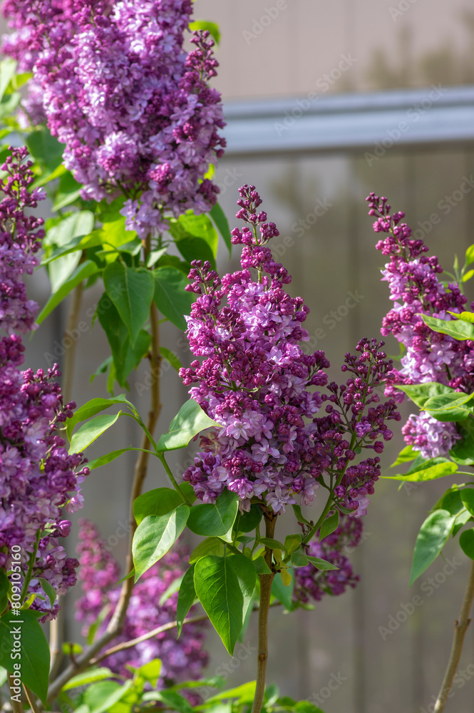 Syringa vulgaris violet purple flowering bush, groups of scented flowers on branches in bloom, common wild lilac tree