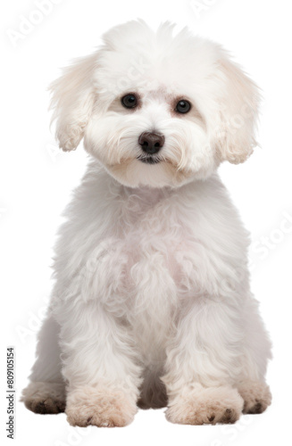 PNG Mammal animal puppy dog photo