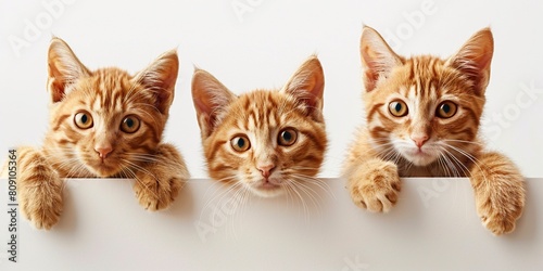 Three cute orange tabby kittens with paws peeking over blank banner with copy space,for Pets adoption, shelter, rescue, help for pets. Front view, copy space.