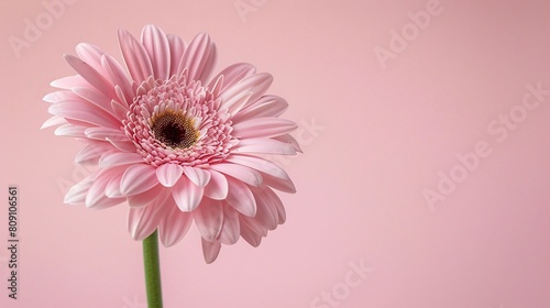 A wonderful flower on background  a sight of pure delight. Vibrant and bright  it s an adorable natural decoration.