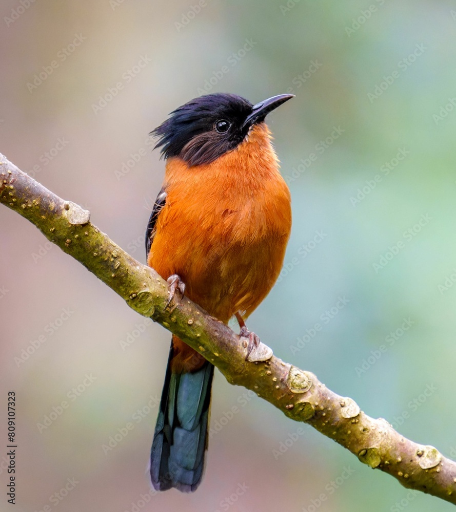 Rufous Sibia: Melodious Songbird of Asian Highlands - Insights into Habitat, Behavior, and Conservation Efforts Rufous Sibia: Melodious Songbird of Asian Highlands - Insights into Habitat, Behavior, and Conservation Efforts
