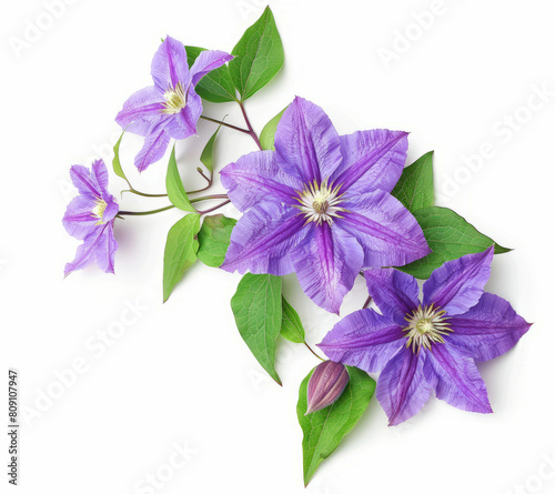 Purple clematis flowers with green leaves isolated on a white 