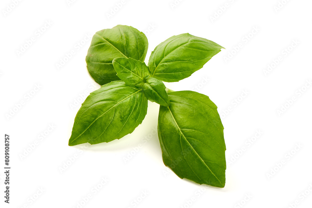 Fresh organic basil leaves, close-up, isolated on white background Fresh organic basil leaves, close-up, isolated on white background