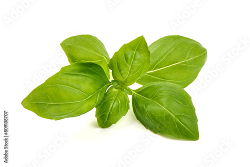 Fresh organic basil leaves, close-up, isolated on white background