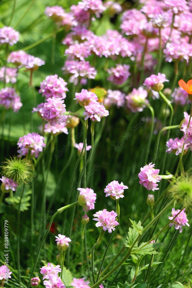 Pink Armeria maritima flowers in the garden. Selective focus. Pink Armeria maritima flowers in the garden. Selective focus.