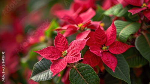 A stunning close-up of bright red poinsettia flowers, showcasing their vibrant leaves and festive spirit