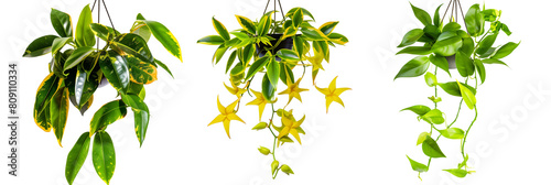 set of tropical hanging creepers with bright green leaves and yellow star-shaped flowers  ideal for warm climates  isolated on transparent background