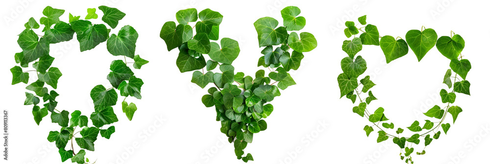 set of creepers with heart-shaped leaves, perfect for romantic garden settings, isolated on transparent background set of creepers with heart-shaped leaves, perfect for romantic garden settings, isolated on transparent background