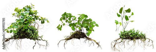 set of creek-side creepers, with roots in the water and leaves sprawling over the bank, isolated on transparent background photo