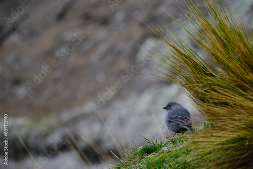 Plumbeous Sierra-Finch (Geospizopsis unicolor), perched on the lawn. Peru. photo