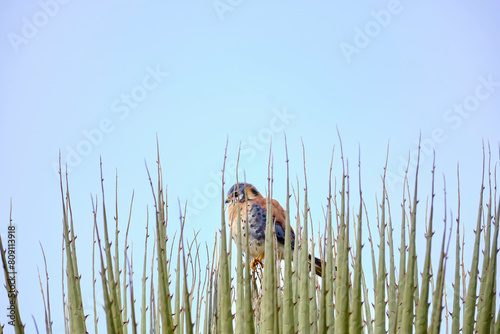 American Kestrel (Falco sparverius), kestrel perched on the leaves of a puya raimondi. Peru. photo
