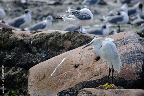 Snowy Egret (Egretta thula), perched on the beach. Peru. photo