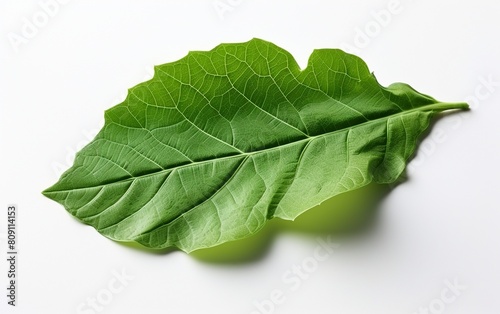 Broccoli Leaf in a See-Through Setting