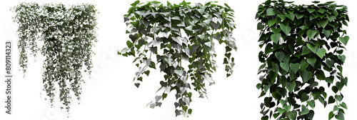 set of creeper vines with silver foliage, adding a unique contrast to green gardens, isolated on transparent background