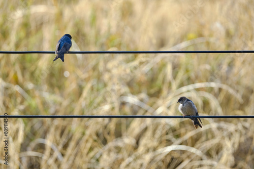 Brown-bellied Swallow (Orochelidon murina), perched on wires in the middle of the urban area. Peru. photo