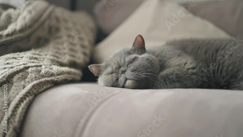 A grey Felidae cat is peacefully sleeping on a comfortable couch