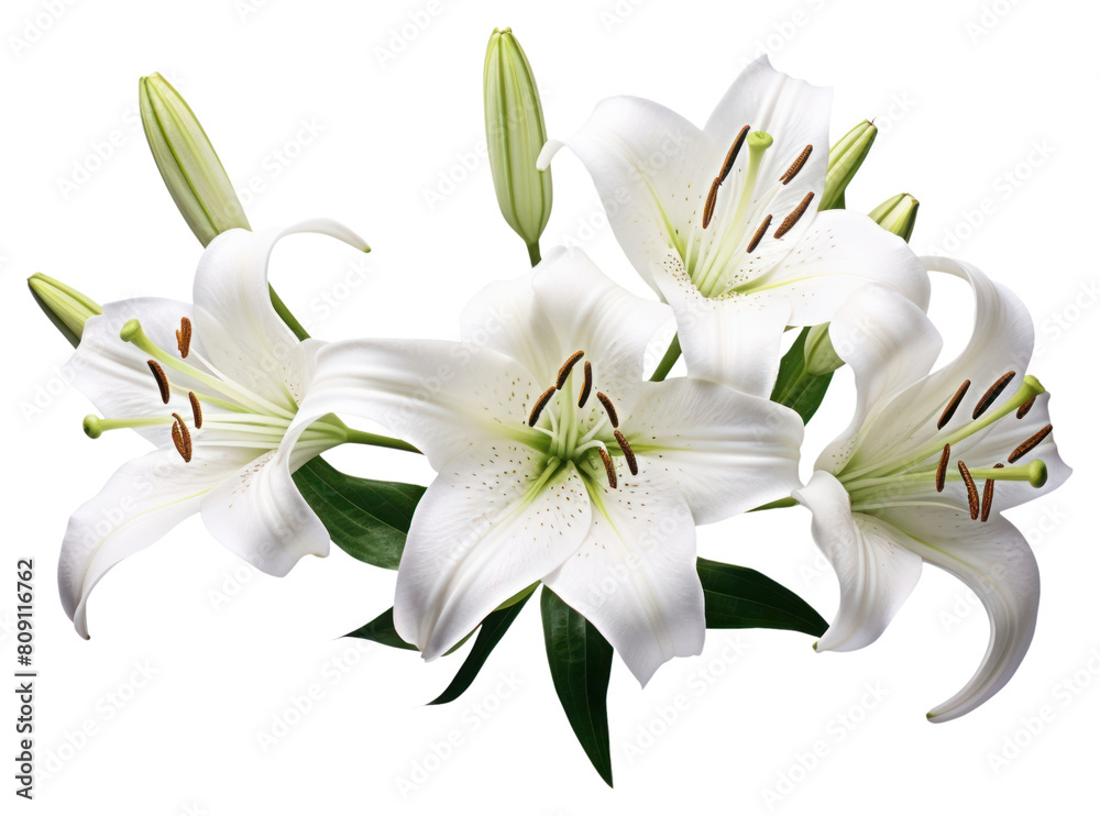 PNG Lily flower plant white