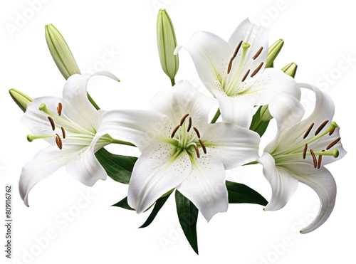 PNG Lily flower plant white © Rawpixel.com
