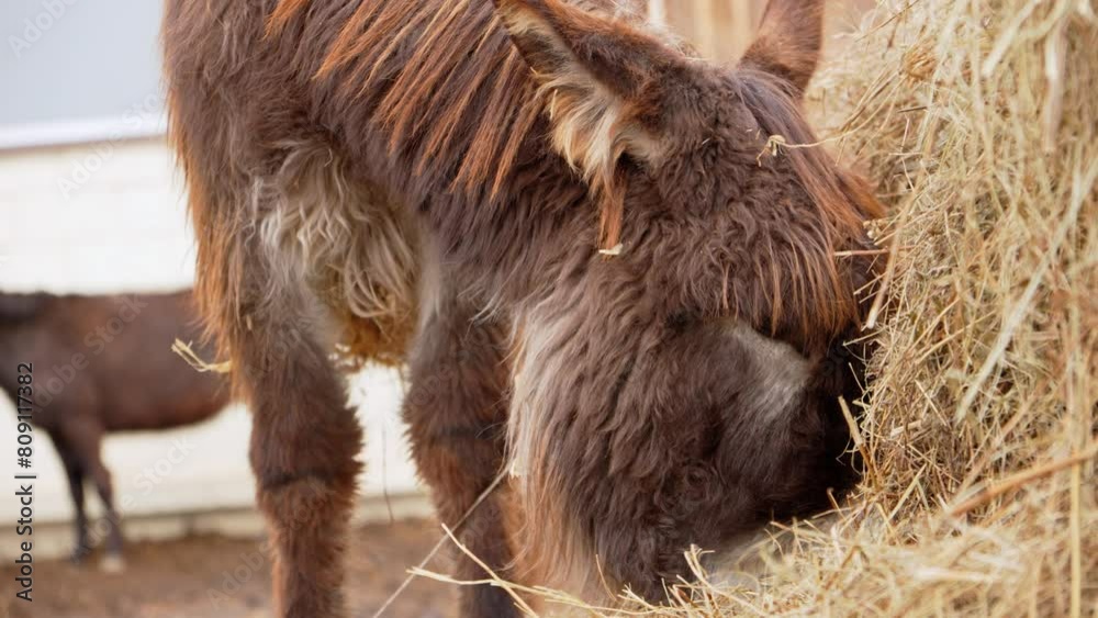 Donkey on a farm curiously sticking its head over a wooden fence, observing its surroundings. Donkey on a farm curiously sticking its head over a wooden fence, observing its surroundings.