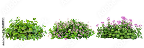 set of creeping ground covers with small flowers, used for landscaping, isolated on transparent background