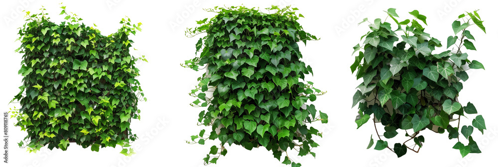 set of rainforest creepers with glossy leaves and thick growth, creating lush green walls, isolated on transparent background set of rainforest creepers with glossy leaves and thick growth, creating lush green walls, isolated on transparent background
