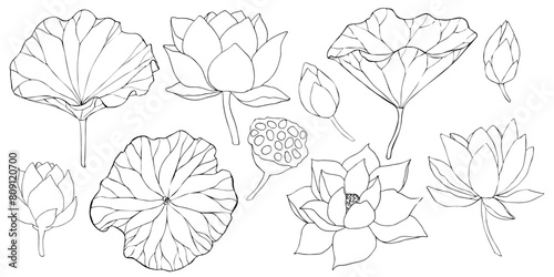lotus flowers, leaves and buds black line art. Set of vector illustration. Outline floral drawing for for logo, tattoo, packaging design, compositions. Water Lily botanical vector design.