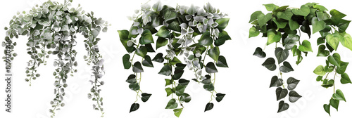 set of ornamental creepers with silver and green leaves, adding elegance to urban decor, isolated on transparent background