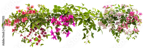 set of types of flowering creepers with blooms of various colors, isolated on transparent background photo