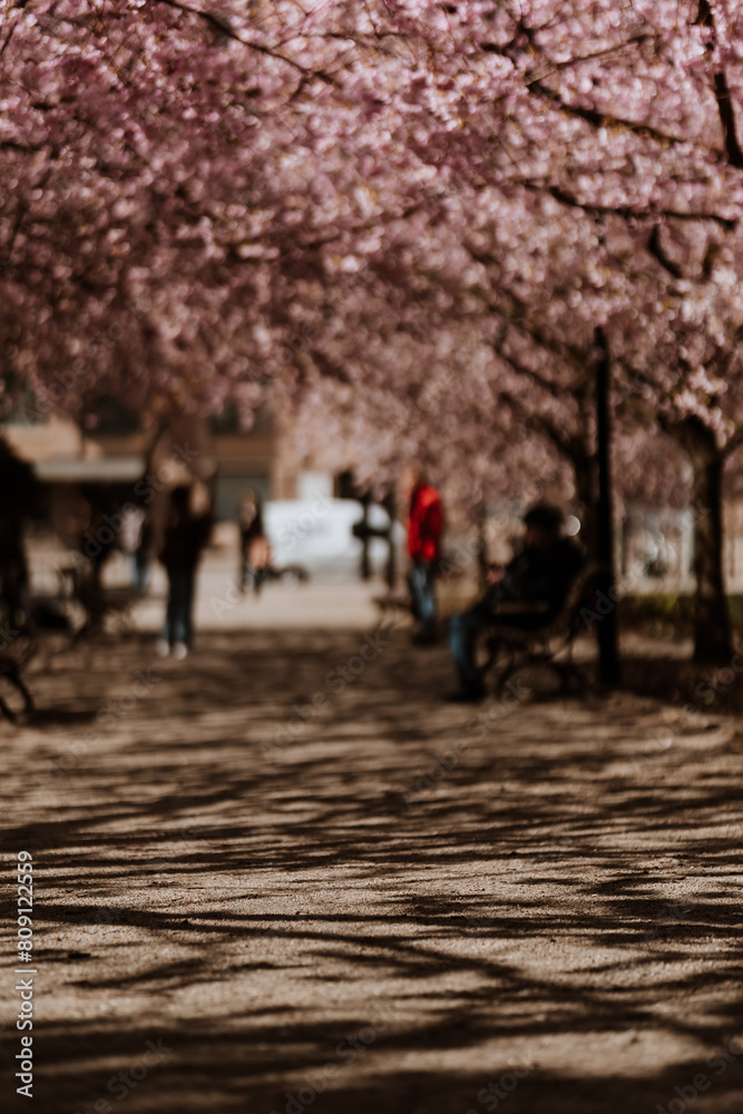 Cherry blossom/Sakura branches with shadow patterns from branches, gravel path and people in park