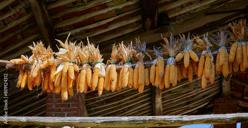 Hanging corn cobs, Piedmont, Italy