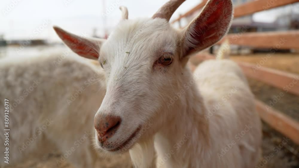 White goat stands next to a sturdy wooden fence on a farm, showcasing a portrait of agriculture. White goat stands next to a sturdy wooden fence on a farm, showcasing a portrait of agriculture.