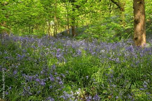 Fototapeta Naklejka Na Ścianę i Meble -  Bluebells (Hyacinthoides non-scripta) in Middleton Woods, Denton Road, Ilkley, West Yorkshire, UK