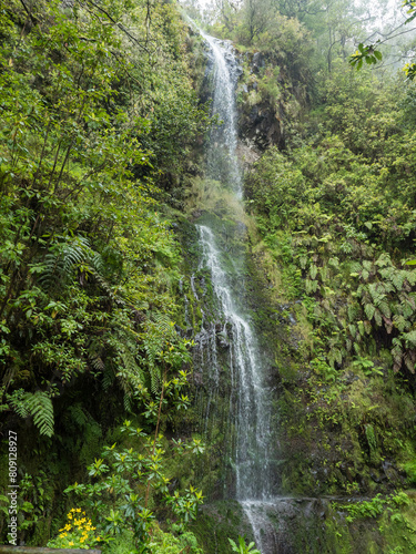 Waterfall in dense tropical laurel forest vegetation with ferns, moss and stones at Levada Caldeirao Verde and Caldeirao do Inferno hiking trail, Madeira island, Portugal photo