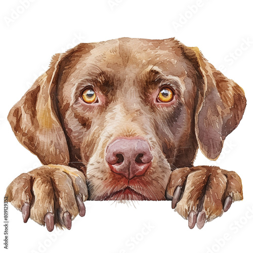 chesapeake bay retriever watercolor art peeking dog portrait clipart photo