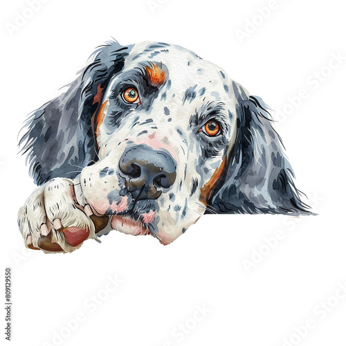 english setter watercolor art peeking dog portrait clipart photo